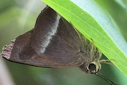 Narrow-banded Awl (Hasora khoda)